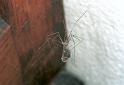 Pholcus_phalangioides_F2175_Z_85_Les Gris_Frankrijk